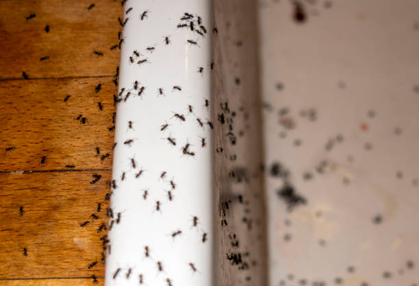 Best Ant Control Services  in Beechwood, MI
